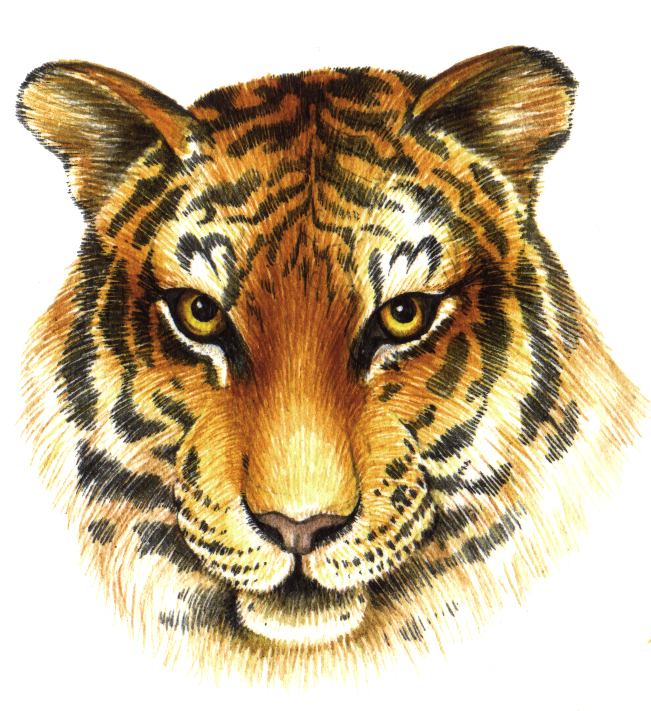 Tiger Panthera tigris natural history illustration by Lizzie Harper