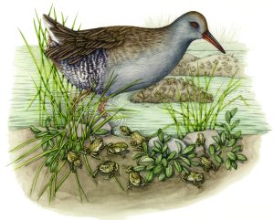 Common toad toadlets with water rail natural history illustration by Lizzie Harper