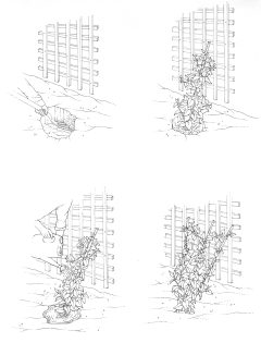 Training a climbing plant against a trellis and a wall