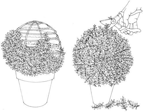Box trainign into a globe shape natural history illustration by Lizzie Harper