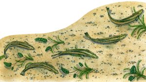 Brown trout natural history illustration by Lizzie Harper