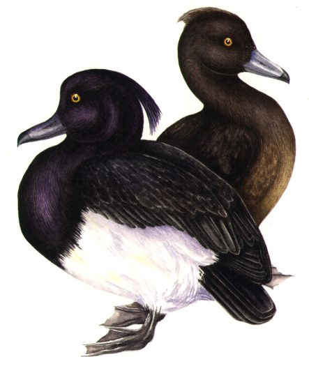 Tufted duck Aythya fuligulanatural history illustration by Lizzie Harper