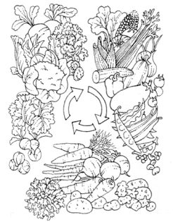 Vegetable crop rotation