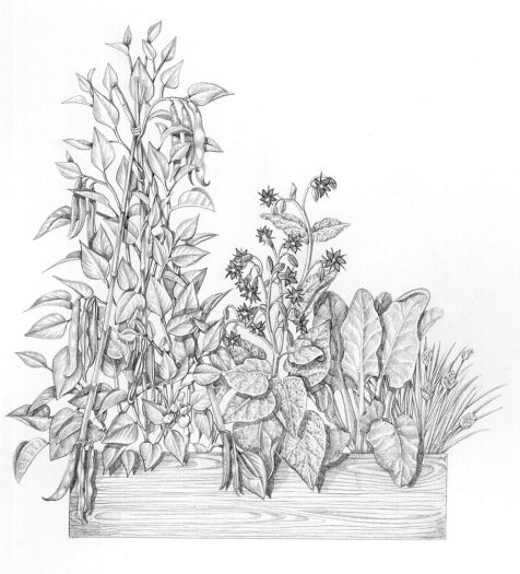 Vegetable garden with dfferent heights of plants natural history illustration by Lizzie Harper