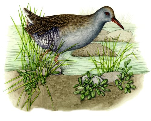 Water rail Rallus aquaticus natural history illustration by Lizzie Harper