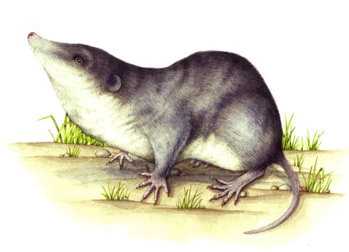 Water shrew Neomys fodiens natural history illustration by Lizzie Harper