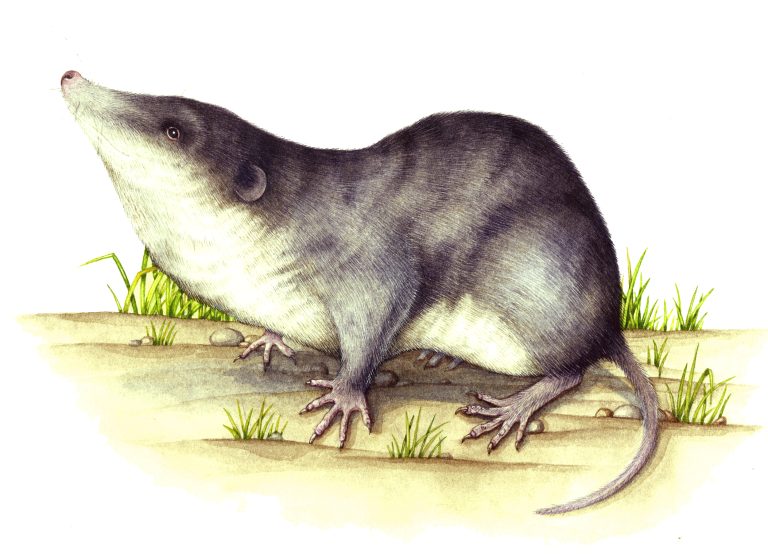 Water shrew Neomys fodiens - Lizzie Harper