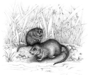 Water vole Arvicola amphibius natural history illustration by Lizzie Harper