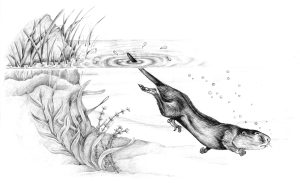 Water vole Arvicola amphibius natural history illustration by Lizzie Harper