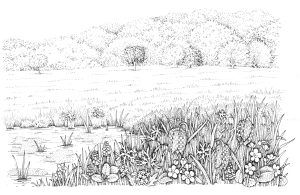 Wet meadow natural history illustration by Lizzie Harper