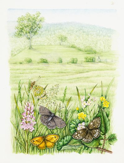 Wet meadow land scape with butterfly species natural history illustration by Lizzie Harper