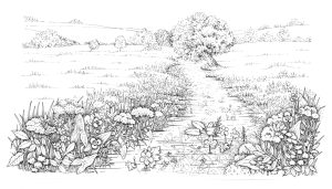 Wetland chalk meadow landscape natural history illustration by Lizzie Harper