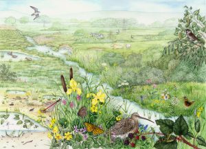 Wetland landscape natural history illustration by Lizzie Harper