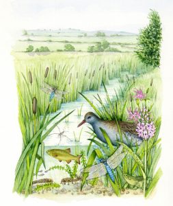 Wetland landscape with water rail and stream cross section natural history illustration by Lizzie Harper