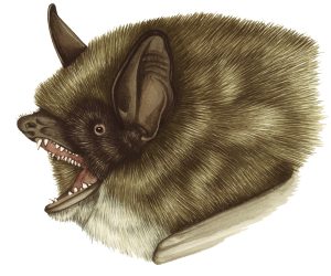 Whiskered bat Myotis mystacinus natural history illustration by Lizzie Harper