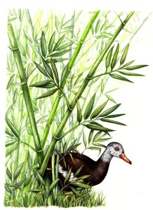 White winged Duck Asarcornis scutulata natural history illustration by Lizzie Harper