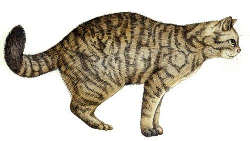Wild cat Felis silvestris natural history illustration by Lizzie Harper