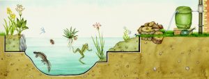 Wildlife pond natural history illustration by Lizzie Harper