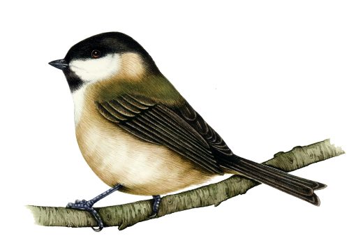Willow tit Poecile montanus natural history illustration by Lizzie Harper