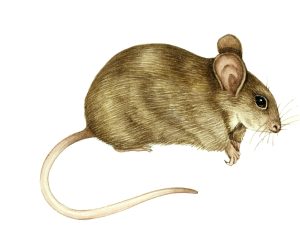 Wood mouse Apodemus sylvaticus natural history illustration by Lizzie Harper