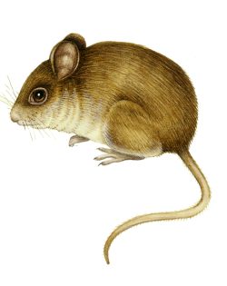 Wood mouse Apodemus sylvaticus 2