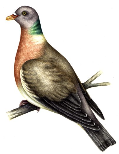 Common wood pigeon Columba palumbus natural history illustration by Lizzie Harper