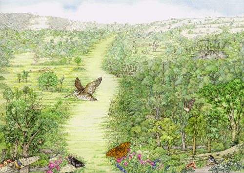 Woodland scene natural history illustration by Lizzie Harper