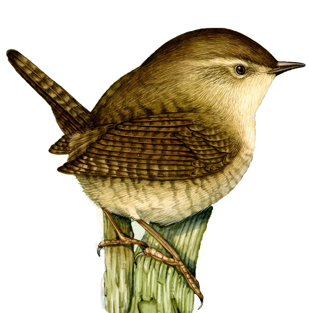 Wren Troglodytes troglodytes natural history illustration by Lizzie Harper