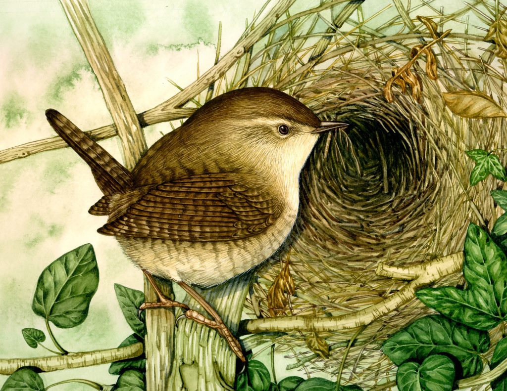 Wren Troglodytes troglodytes natural history illustration by Lizzie Harper