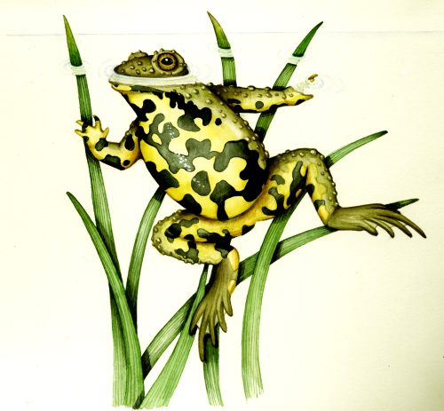 Yellow bellied toad natural history illustration by Lizzie Harper
