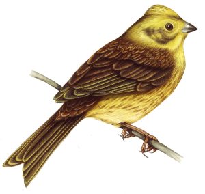 Yellowhammer Emberiza citrinella natural history illustration by Lizzie Harper