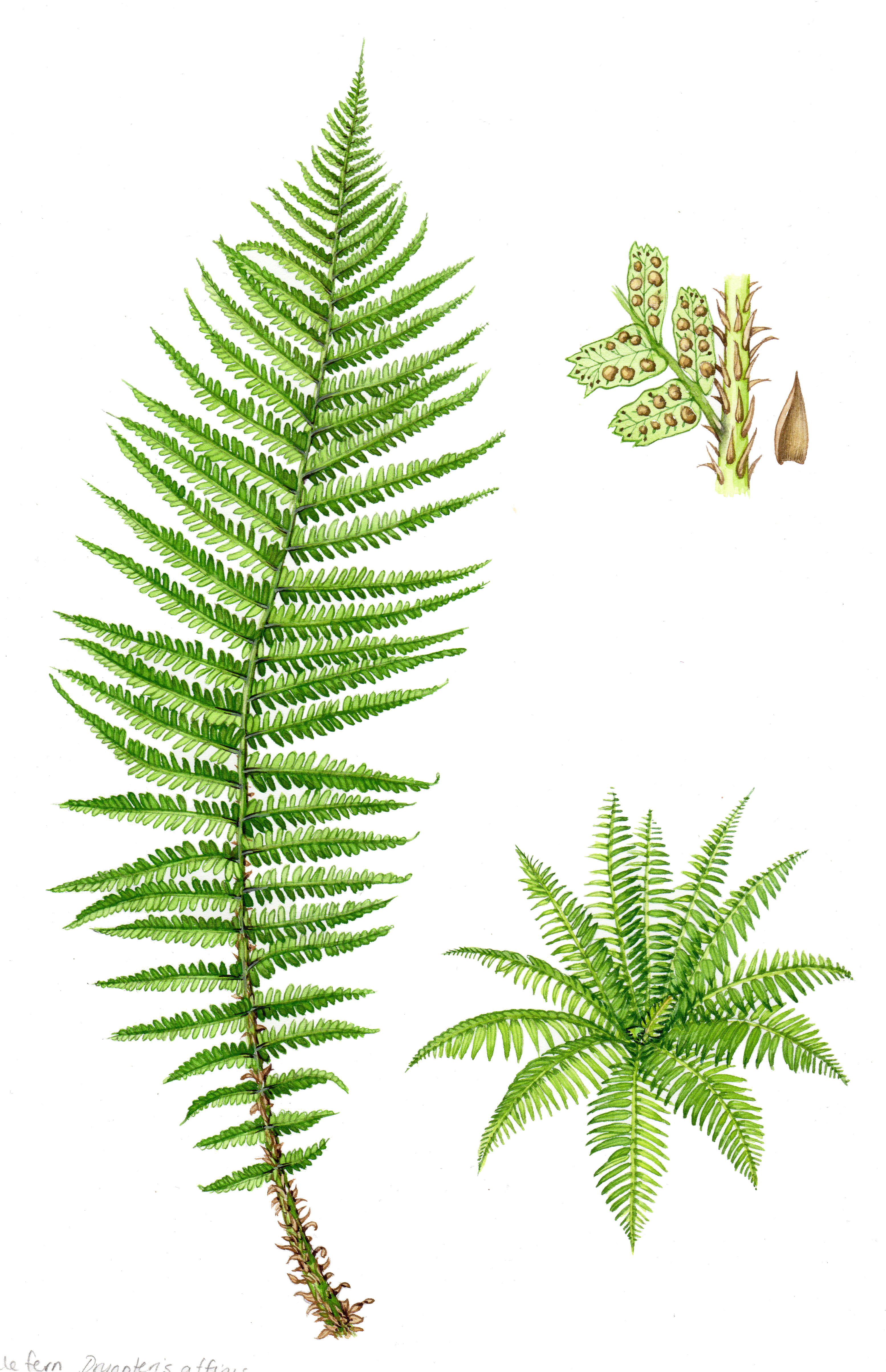 Botanical illustration by Lizzie Harper of a fern Lizzie Harper