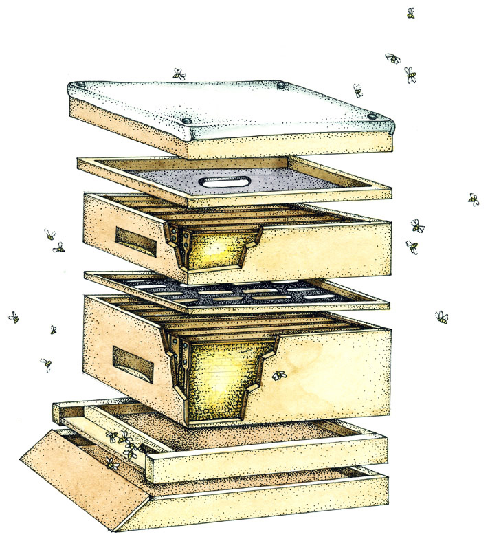 beehive illustration