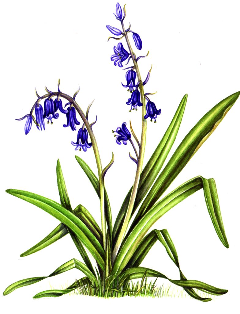 Are bluebells poisonous? And more bluebell facts - Woodland Trust
