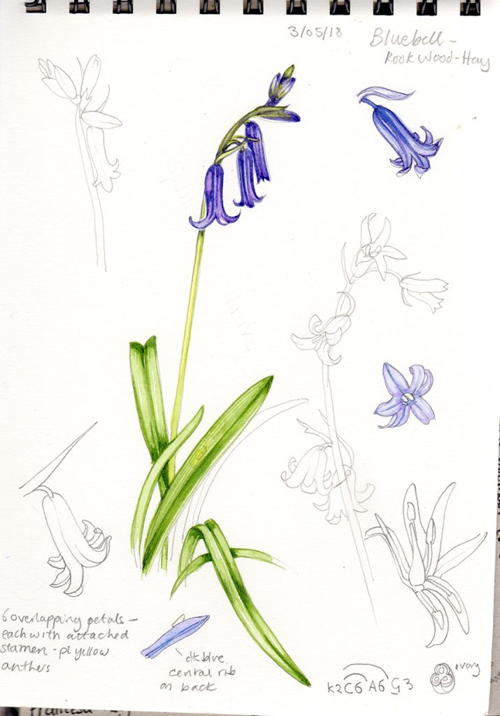 18 Bluebell Flowers Facts 