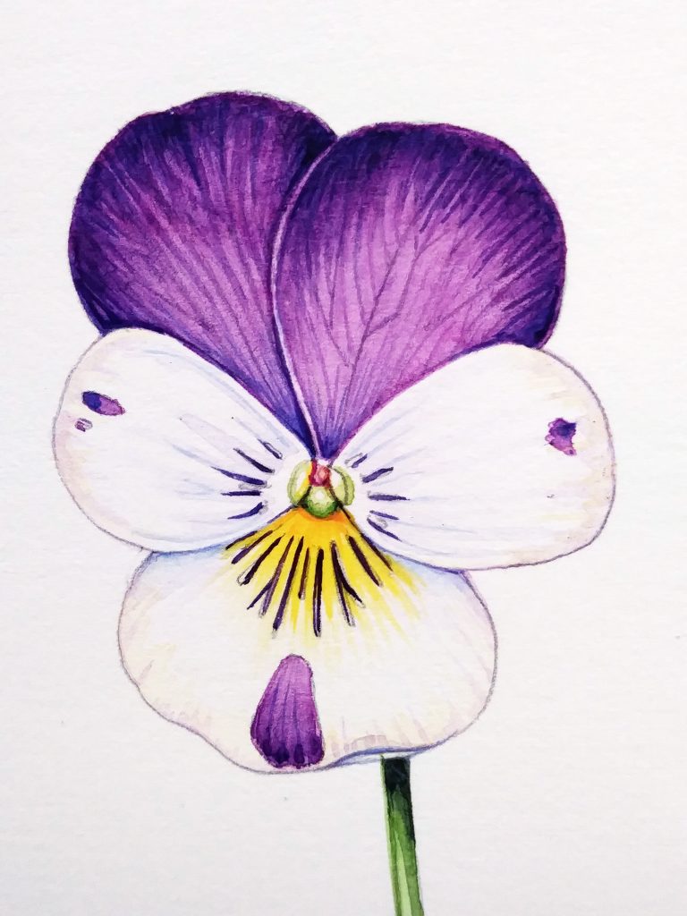 Pansy Illustration