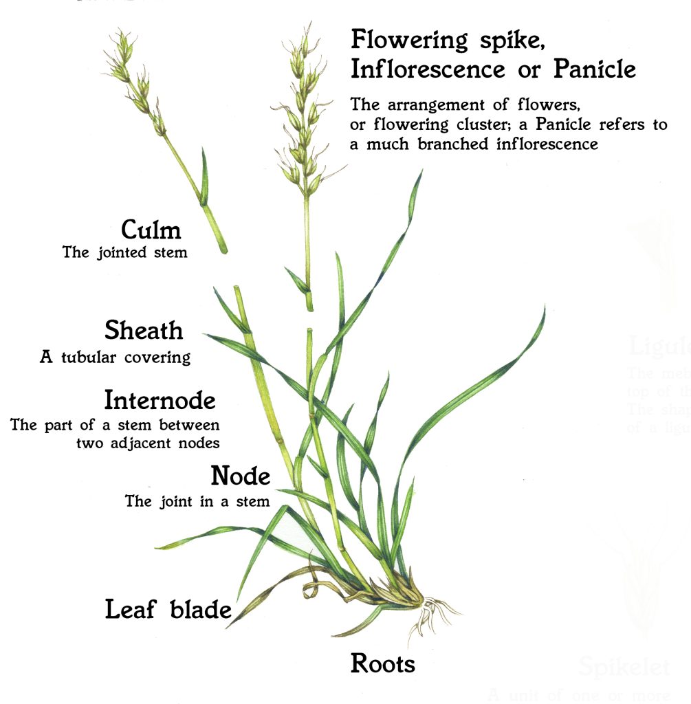 Grass Identification Chart Uk