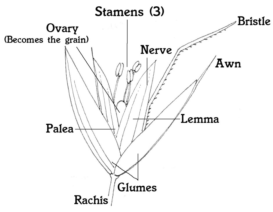 Grass: An introduction - Lizzie Harper