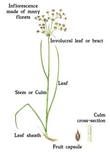 Rushes: An Introduction - Lizzie Harper