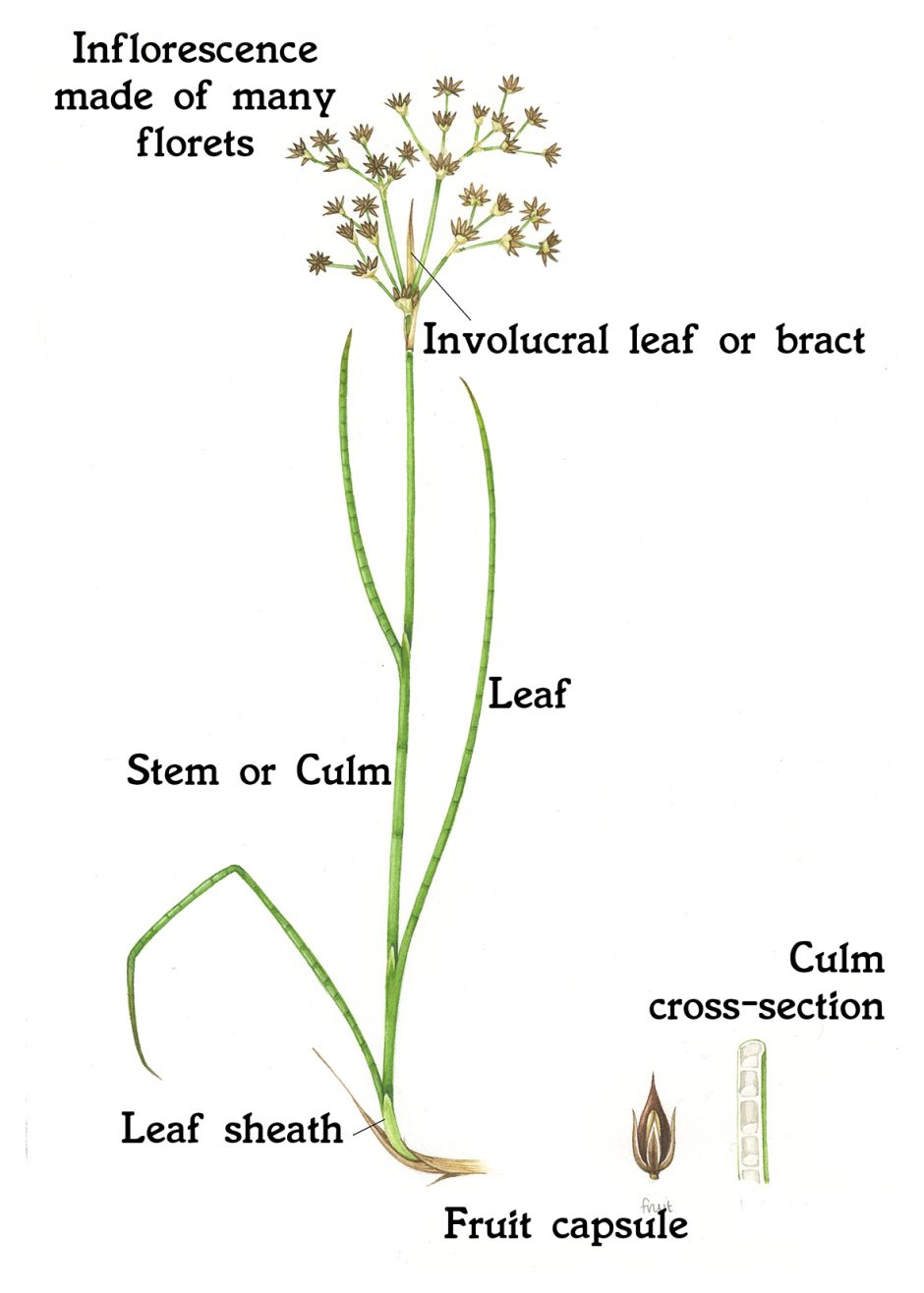 rushes-an-introduction-lizzie-harper