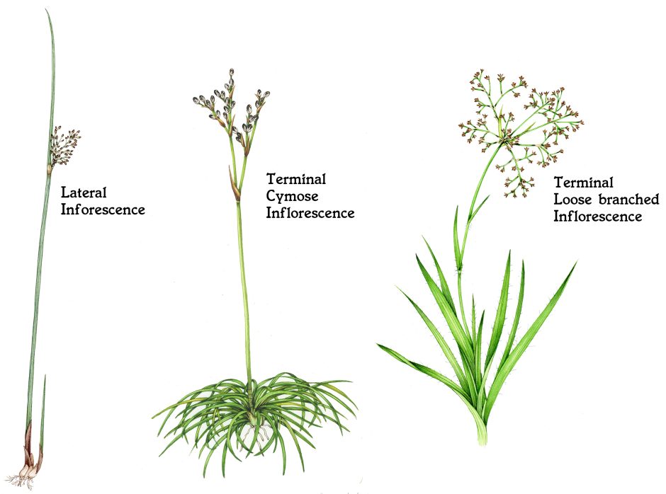 Common Rushes Plan Rushes: An Introduction - Lizzie Harper
