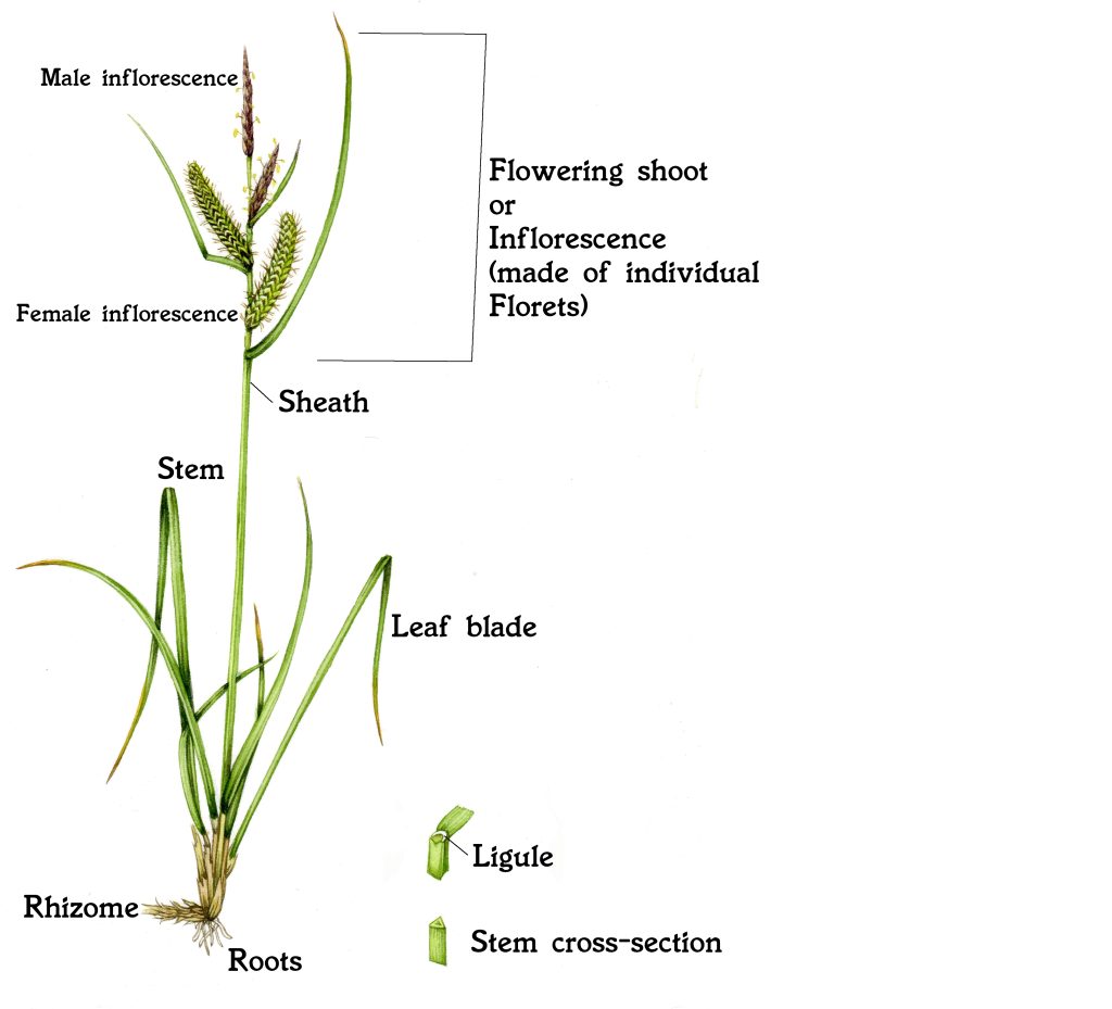 Sedgegrass Cyperaceae