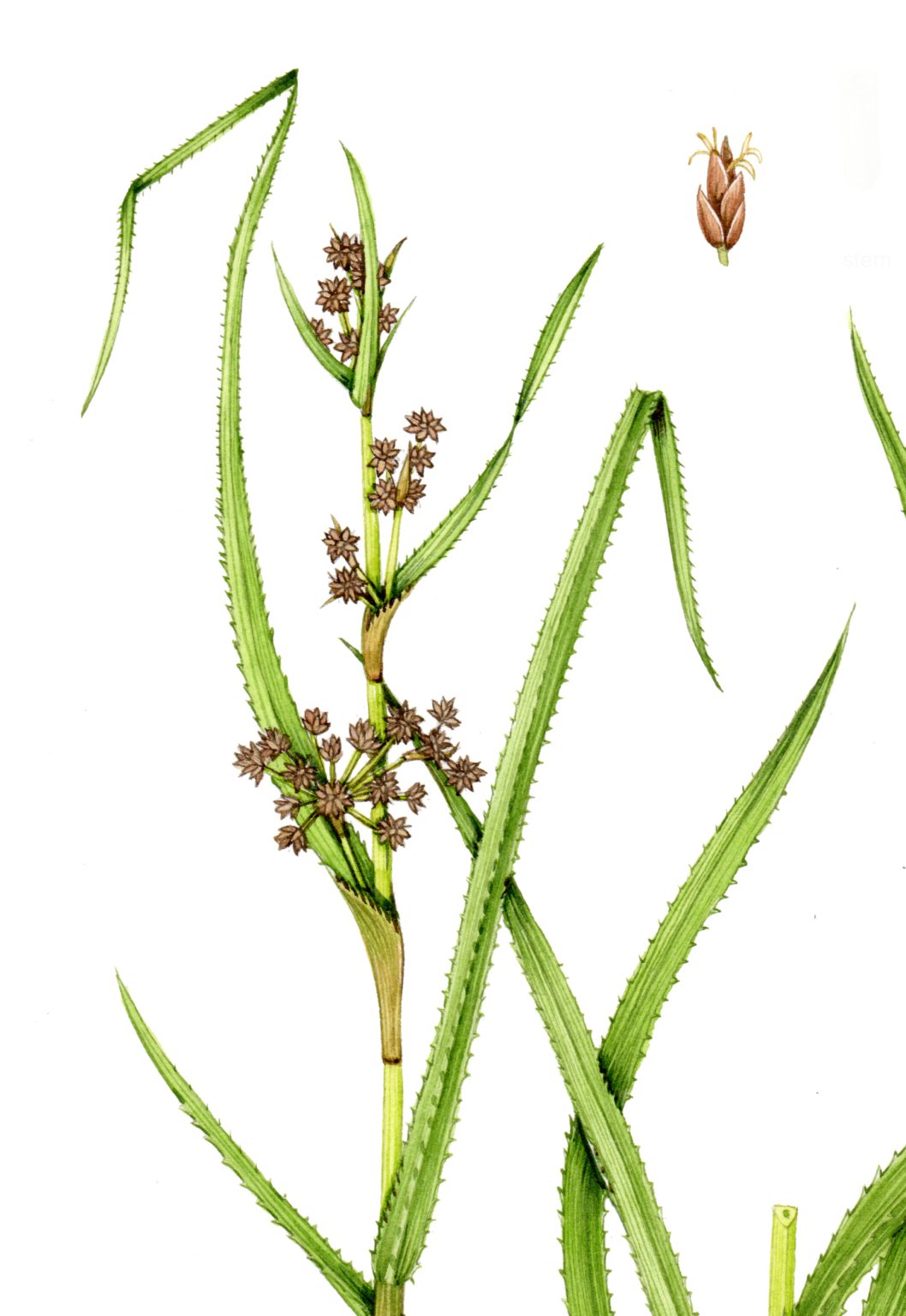 Sedge Inflorescence Sedges: An introduction - Lizzie Harper