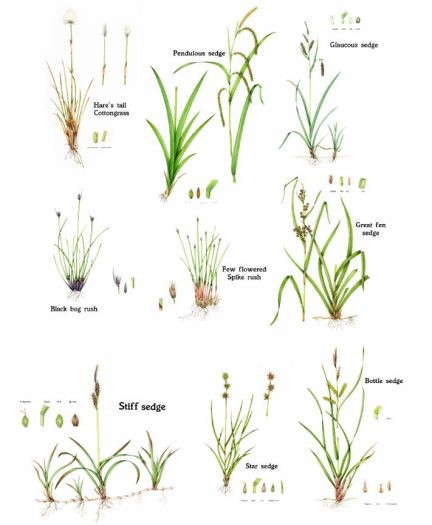 Image of Sedges