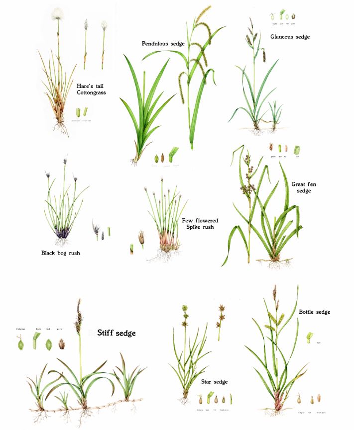 Sedge - Nghề Dệt Cói Truyền Thống Kim Sơn Và Giá Trị Văn Hóa