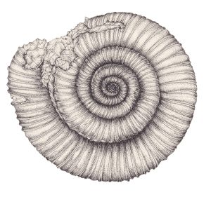 Ammonite Dactylioceras commune
