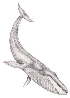 Blue whale Balaenoptera musculus