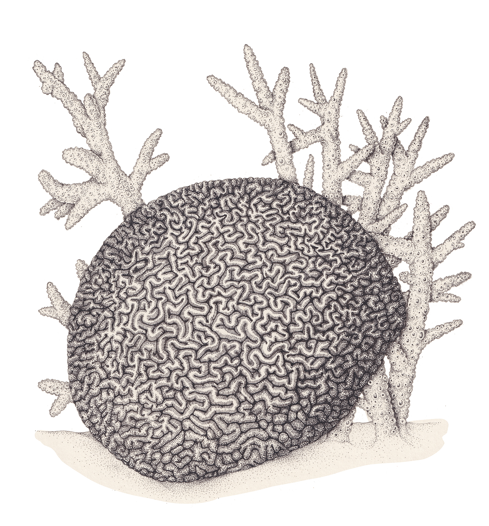 Staghorn Coral (Acropora cervicornis) Dimensions & Drawings