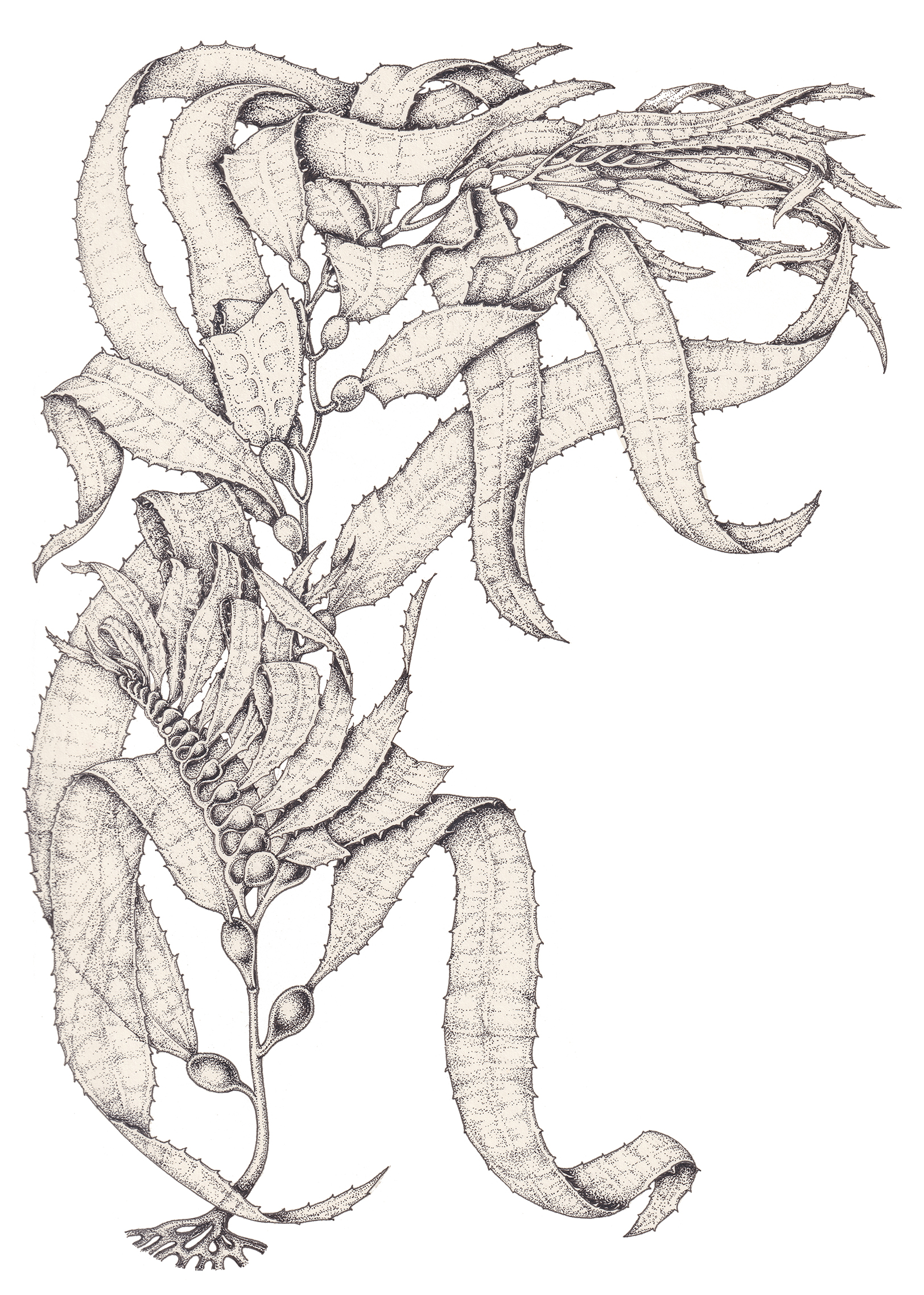 giant kelp drawing