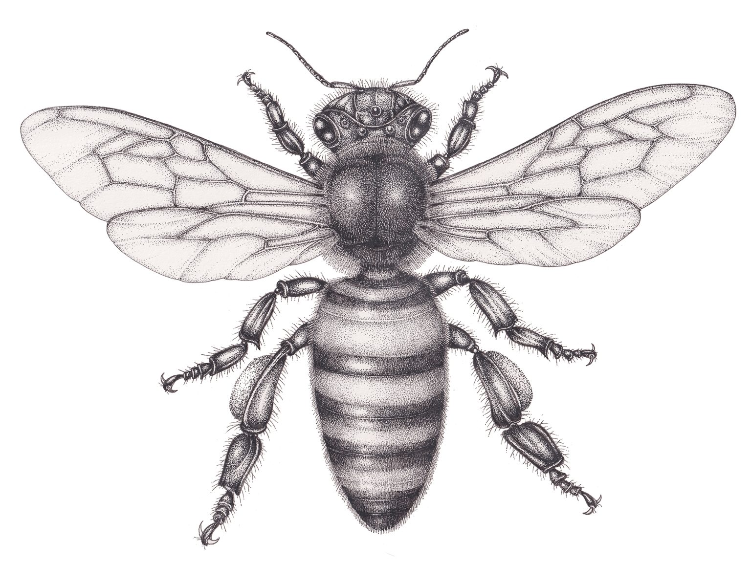Honey bee worker Apis mellifera - Lizzie Harper